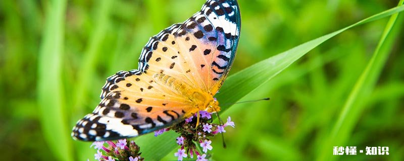 蝴蝶蛹变成蝴蝶需要多长时间 蝴蝶蛹多长时间才能形成蝴蝶