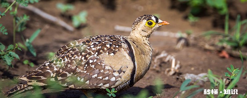 毛腿沙鸡的特点 盖沙鸡特点