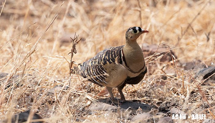 毛腿沙鸡的特点 盖沙鸡特点