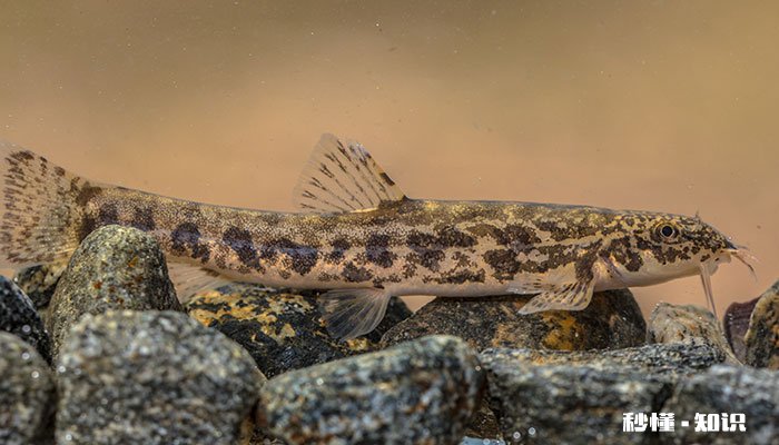 泥鳅是不是鱼 泥鳅是不是鱼类动物
