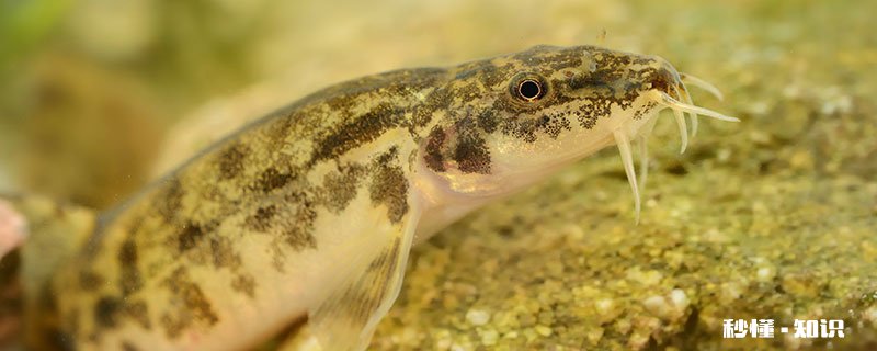 泥鳅是不是鱼 泥鳅是不是鱼类动物