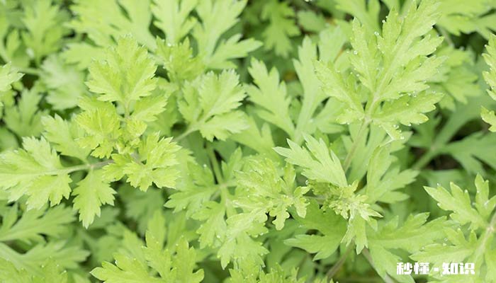 红色有几种颜色组成 红色有几种颜色组成它们分别是什么 颜色