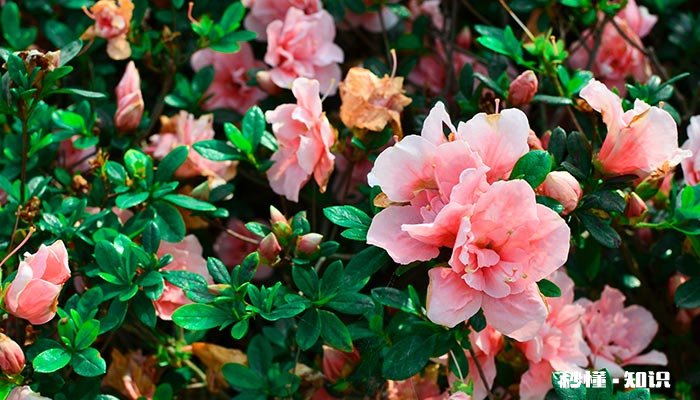 山茶花的扦插时间 山茶花水培扦插
