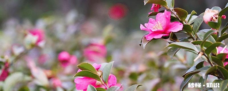 山茶花的扦插时间 山茶花水培扦插