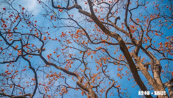 霜降和柿子有什么关系 摘柿子跟霜降什么关系