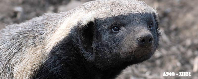 平头哥是指什么动物 平头哥的动画片叫什么