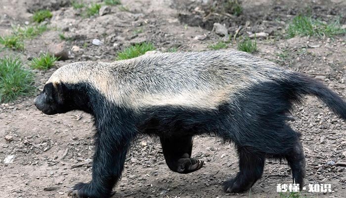 平头哥是指什么动物 平头哥的动画片叫什么