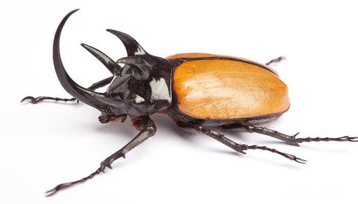 臭虫怎么彻底消灭 臭虫怎么弄走