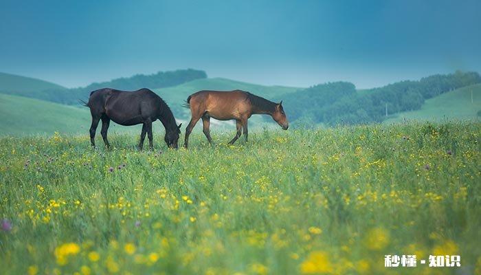 飞来横祸 猜一动物 飞来横祸猜一数字