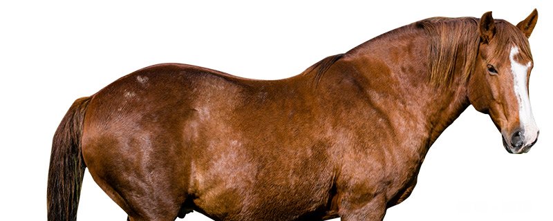 飞来横祸 猜一动物 飞来横祸猜一数字