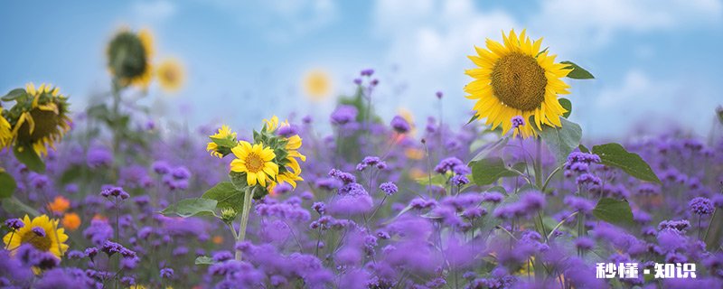 霜降出什么生肖 霜降代表什么生肖