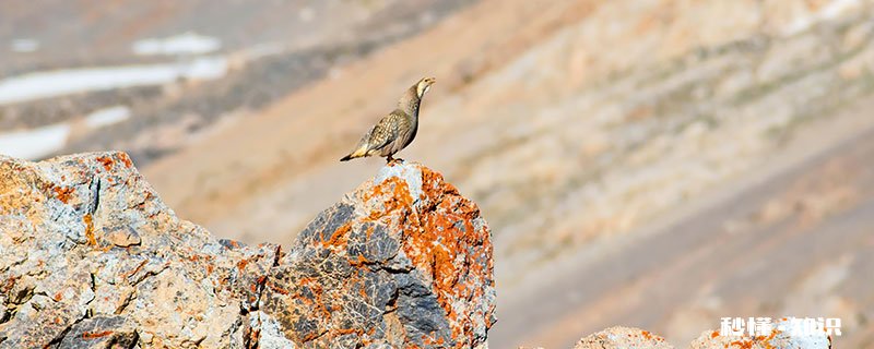 雪鸡的特点 云南腾冲雪鸡特点
