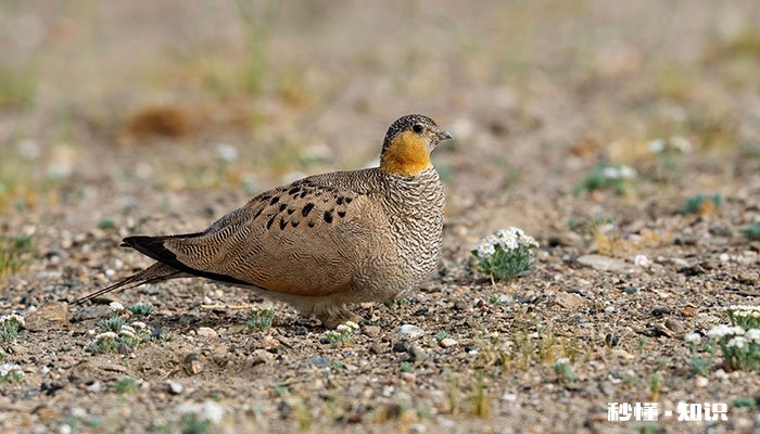 雪鸡的特点 云南腾冲雪鸡特点
