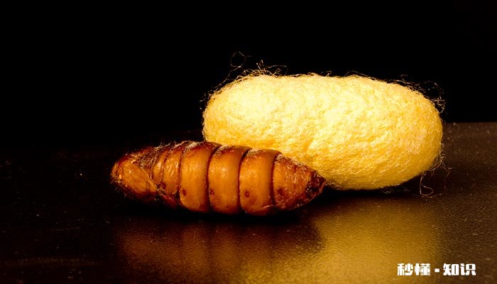 如何判断蝴蝶蛹死了 怎么判断蝴蝶蛹是不是快羽化了