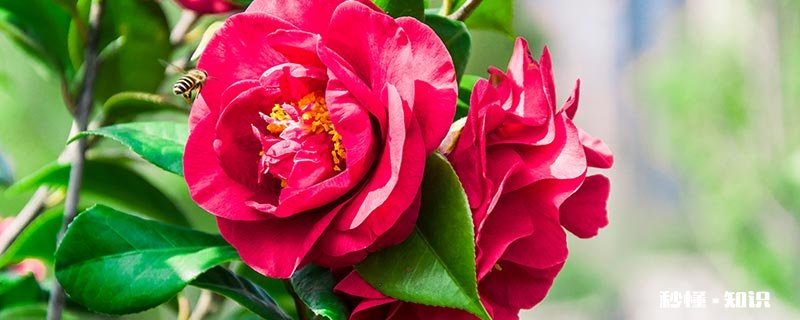 山茶花叶上有小虫怎么办 花叶上的小虫怎么办