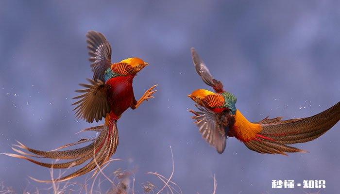 红腹锦鸡的特点 红腹锦鸡能私自养吗