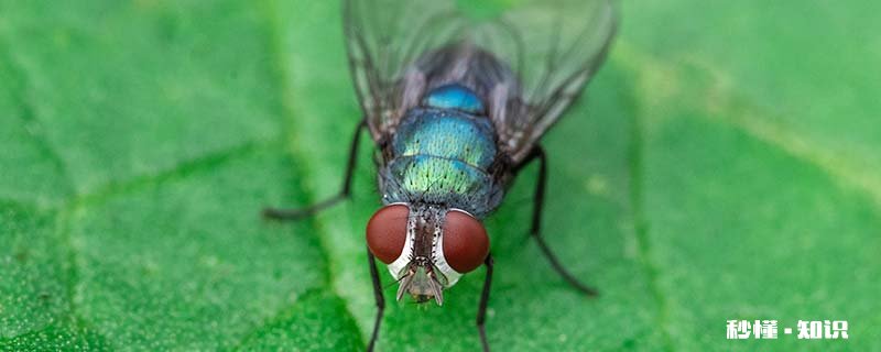 蜈蚣是昆虫类吗 蜈蚣属于昆虫类的吗