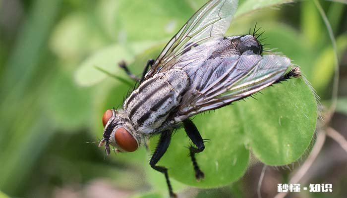蜈蚣是昆虫类吗 蜈蚣属于昆虫类的吗