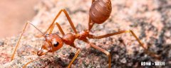 蚂蚁搬家的三大原因 蚂蚁搬家会下雨的三大原因
