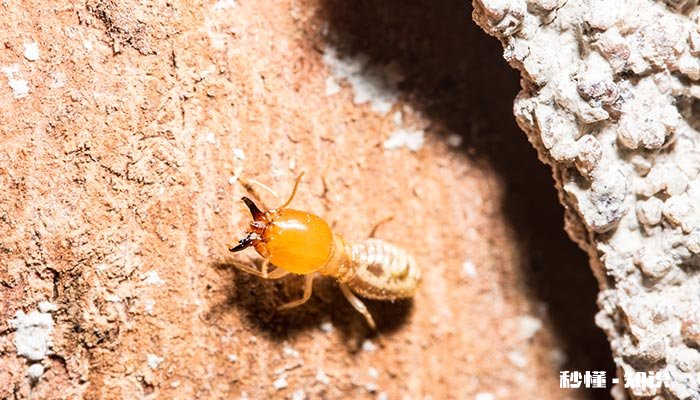 蚂蚁搬家的三大原因 蚂蚁搬家会下雨的三大原因
