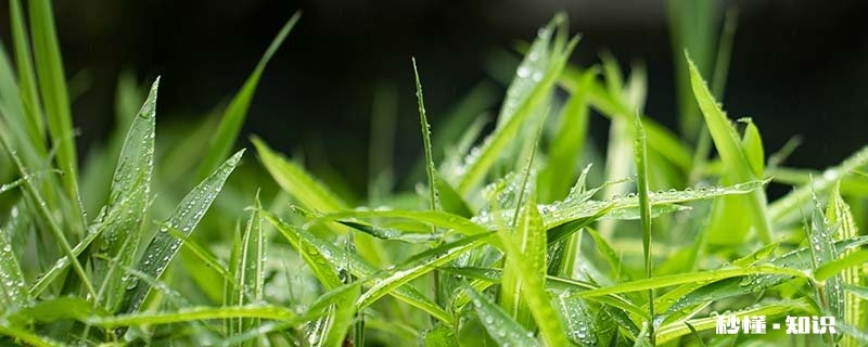 竹制品发霉了怎么清洗去除霉斑 竹子发霉怎么处理干净