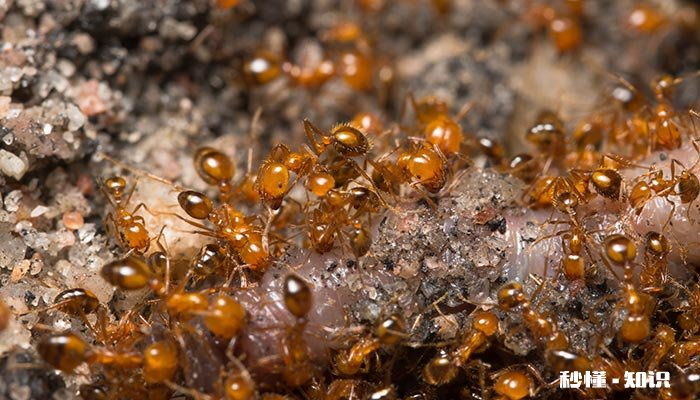 蚂蚁洞可以辨别方向吗 蚂蚁怎么辨别方向