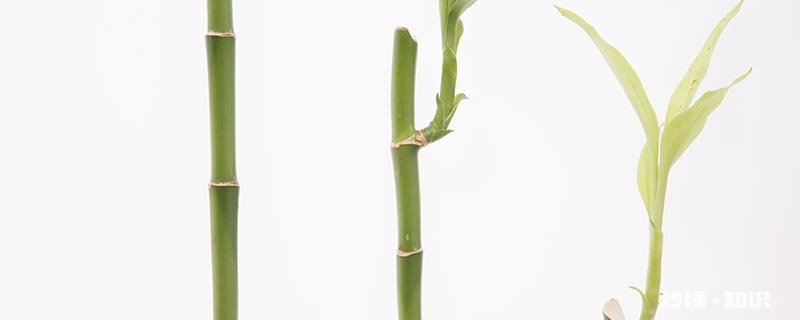 竹笋种类 竹笋的种植方法