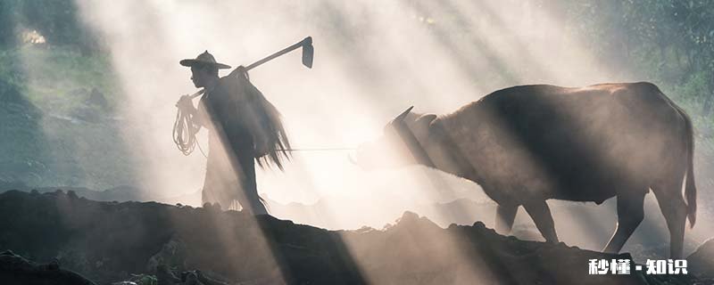 神采焕发的动物 神采焕发的动物打一生