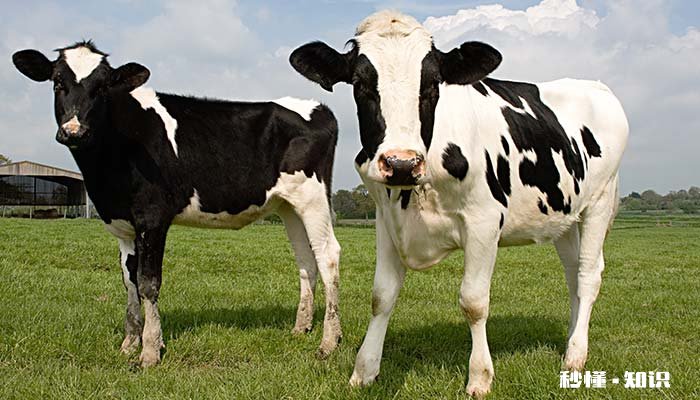 神采焕发的动物 神采焕发的动物打一生