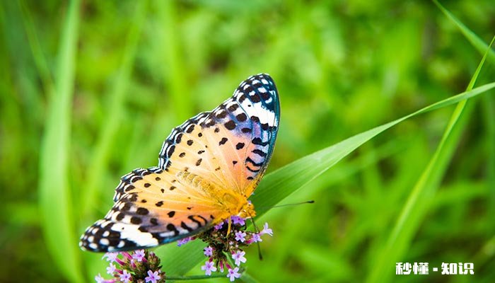 蝴蝶寿命最多有多长时间 蝴蝶鲤寿命有多长