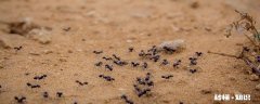 家里有小蚂蚁是什么原因造成的 家里好多蚂蚁什么原因