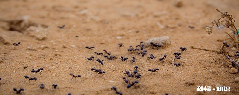 家里有小蚂蚁是什么原因造成的 家里好多蚂蚁什么原因