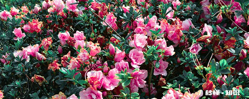 茶花几月开花 茶花几月开花