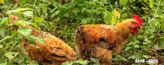 鸡的特点 芦花鸡的特点