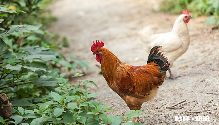 鸡的特点 芦花鸡的特点