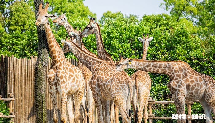 长颈鹿为什么是站着睡觉的 长颈鹿为什么不用睡觉