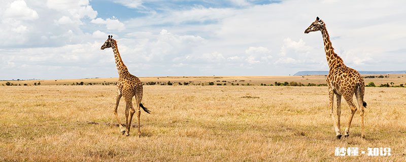 长颈鹿为什么是站着睡觉的 长颈鹿为什么不用睡觉