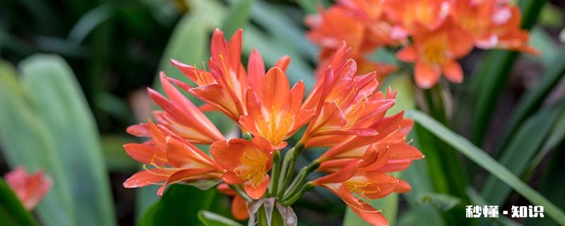 君子兰小苗用什么土 君子兰小苗用什么土扦插比较好