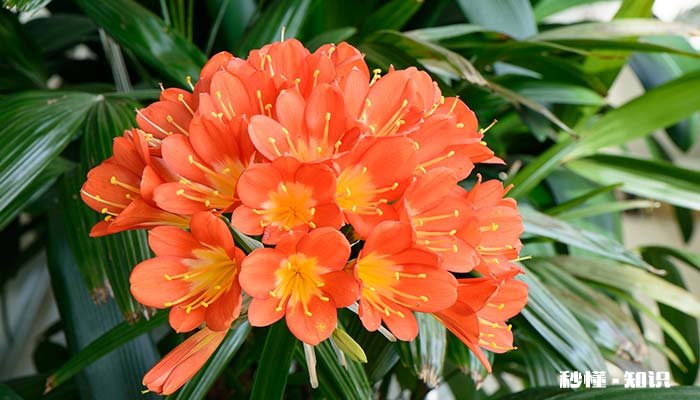 君子兰小苗用什么土 君子兰小苗用什么土扦插比较好