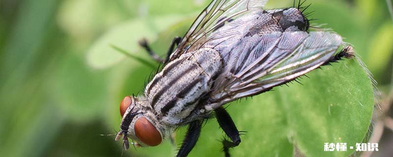 苍蝇属于昆虫吗 苍蝇属于昆虫吗