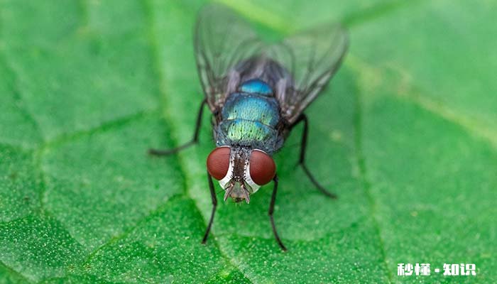苍蝇属于昆虫吗 苍蝇属于昆虫吗
