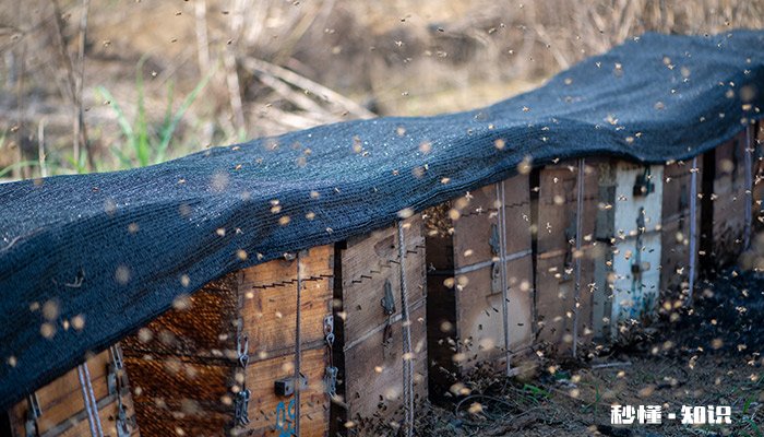 蜜蜂进家里怎么赶出去 家里进很多蜜蜂怎么解决