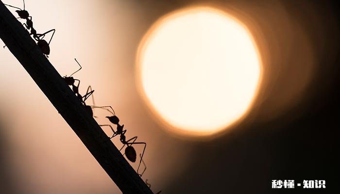 路边爬的昆虫有哪些 既会飞又会爬的昆虫有哪些