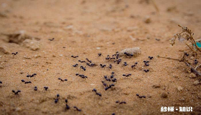 蚂蚁的秘密有哪些 蚂蚁的秘密有哪些领域活动