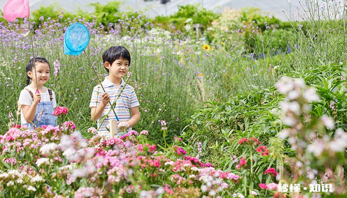 蜻蜓有毒吗 橙色蜻蜓有毒吗
