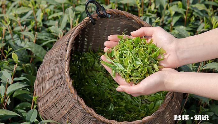 茶文化的起源 茶文化的起源