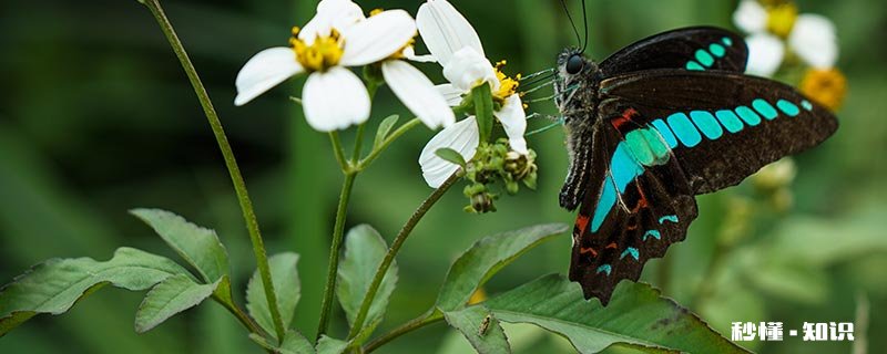 蝴蝶结构 钩蝴蝶结