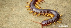 蜈蚣属于昆虫吗 蜈蚣是否属于昆虫
