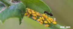 家里养的花长了蚜虫怎么办 花有蚜虫怎么办
