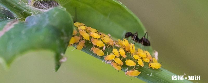家里养的花长了蚜虫怎么办 花有蚜虫怎么办
